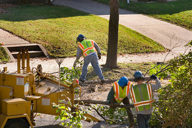 Tree Service Company in Roslyn, PA